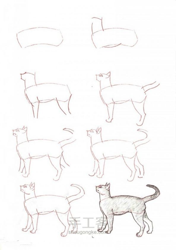 画猫咪的手绘教程 第8步