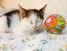 为家里小猫制作的猫玩具。因上面挂有铃铛取名为叮当。小猫名叫豆儿。做好后豆儿很喜欢玩，每天睡醒后都要把玩一会儿。