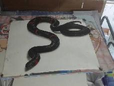 蛇蛇蛇
