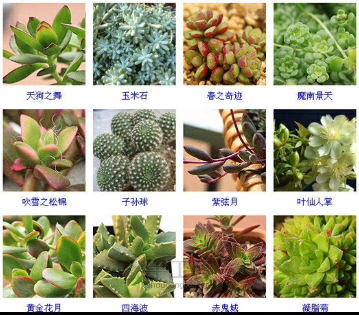 多肉植物类型 第19步