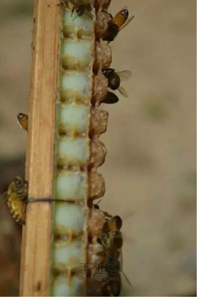 我家蜂场的蜂王浆提取过程 第4步