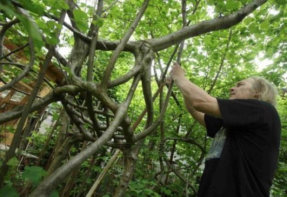 奥地利艺术家打造自然生长树椅 耗时20年完成 第2步