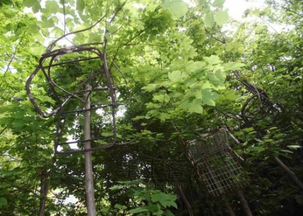 奥地利艺术家打造自然生长树椅 耗时20年完成 第3步