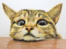 今天为师教你画出萌萌哒的真实的猫咪～喵