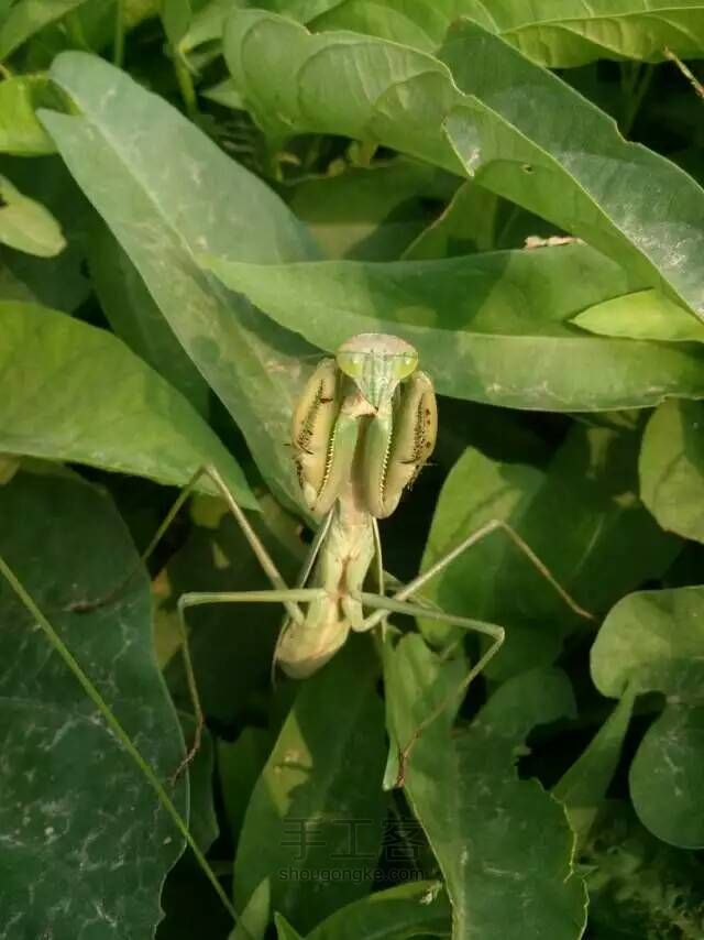 彩铅螳螂（详解步骤），这么晚上传，是因为刚刚手工！ 第22步