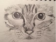 其实并不是告诉大家怎么画的一份教程，只是我画出这个猫脸的步骤，可以交流一下不同，共同进步