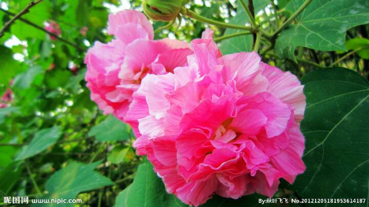 【超详细】【珞珞小课堂】芙蓉花 第1步