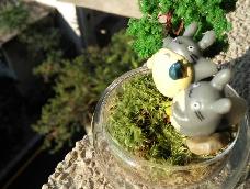 朋友们，大家好！今天教各位学会制作并养育桌面的小苔藓，给自己的生活添加些绿色，让眼睛得以舒适，让身心得以放松！