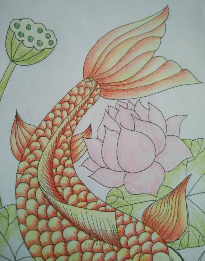连年有余彩铅画 第5步