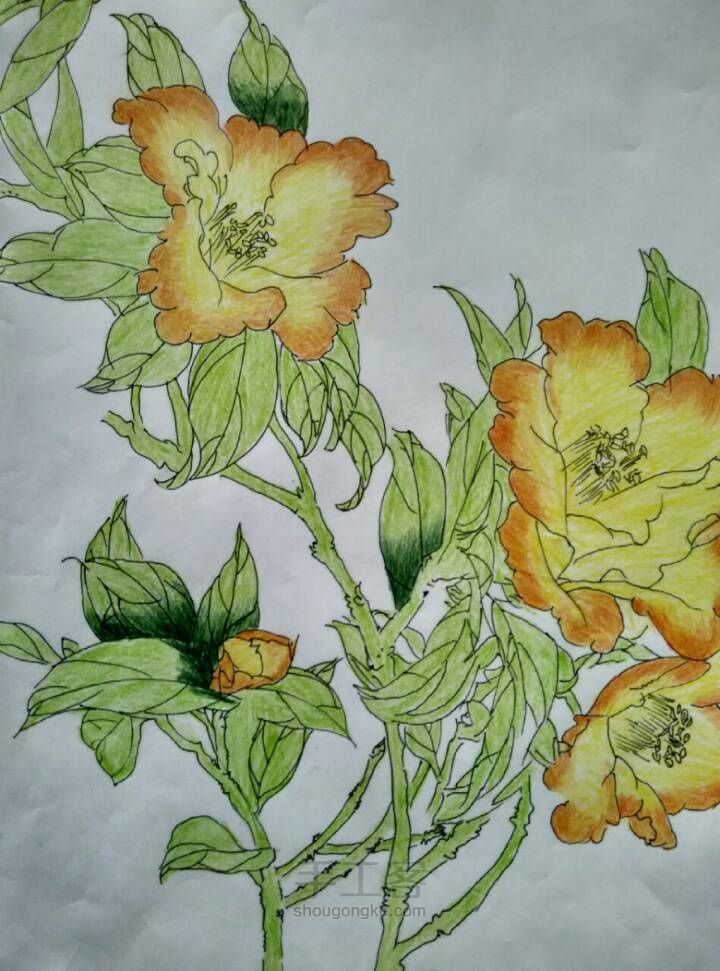 美丽的花儿——彩铅画 第5步