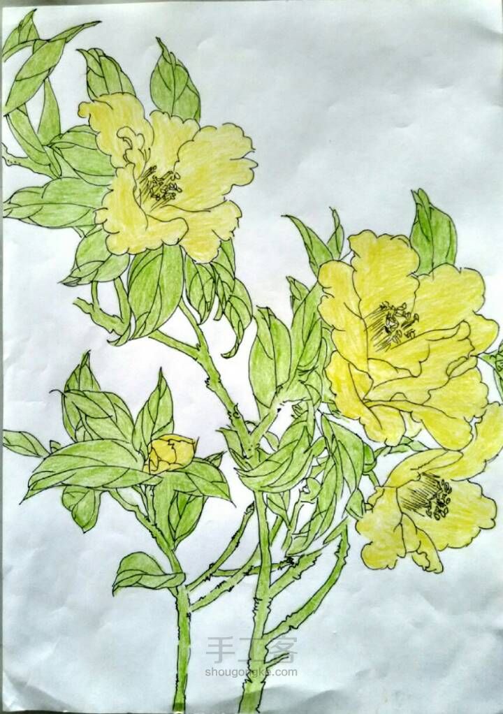 美丽的花儿——彩铅画 第2步