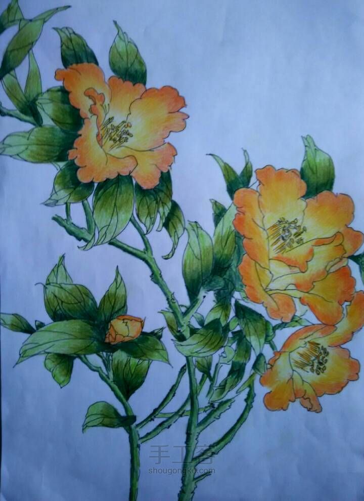 美丽的花儿——彩铅画 第1步