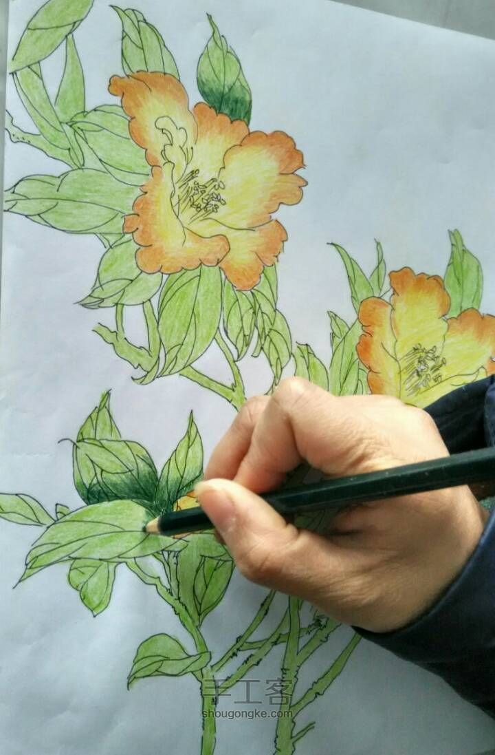 美丽的花儿——彩铅画 第3步