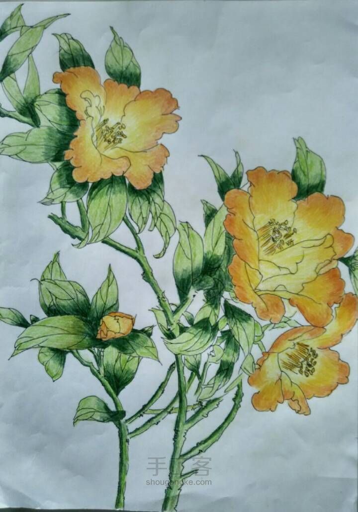 美丽的花儿——彩铅画 第9步