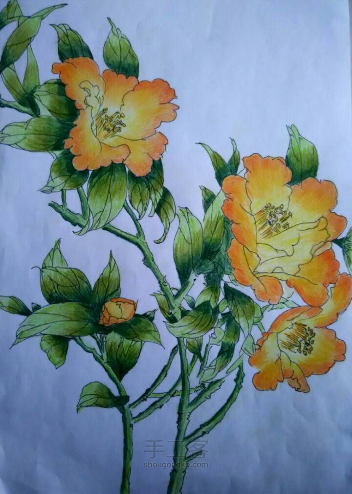 美丽的花儿——彩铅画 第10步