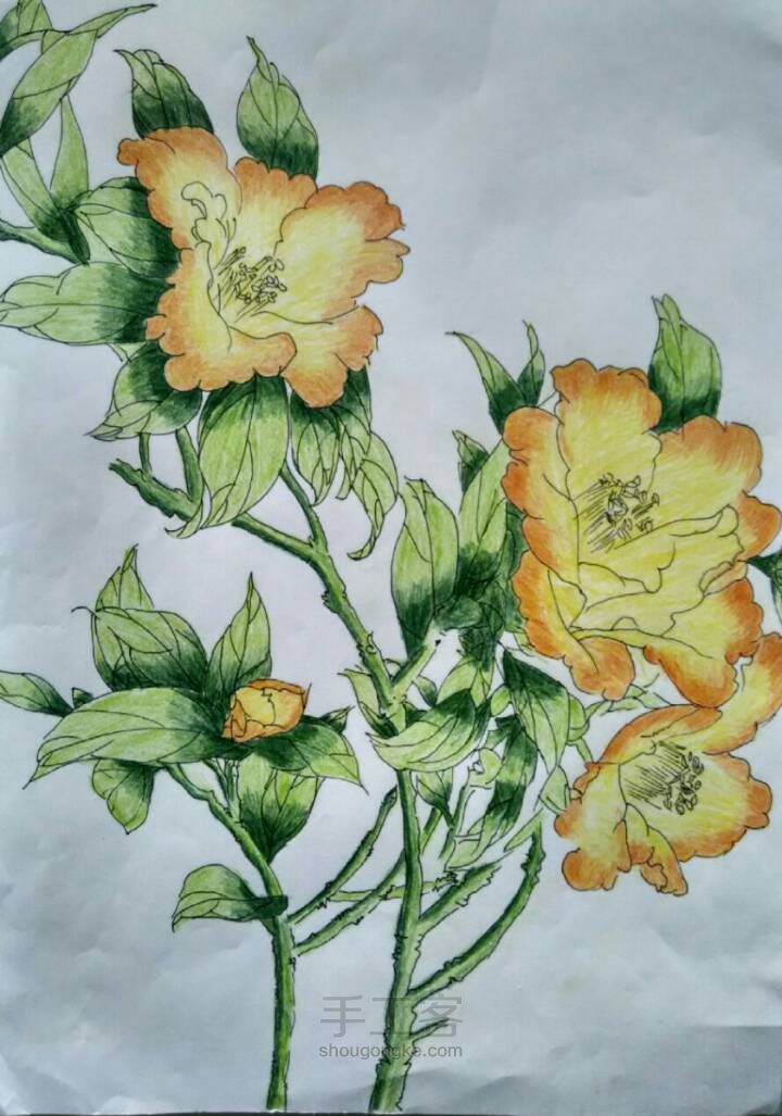 美丽的花儿——彩铅画 第6步