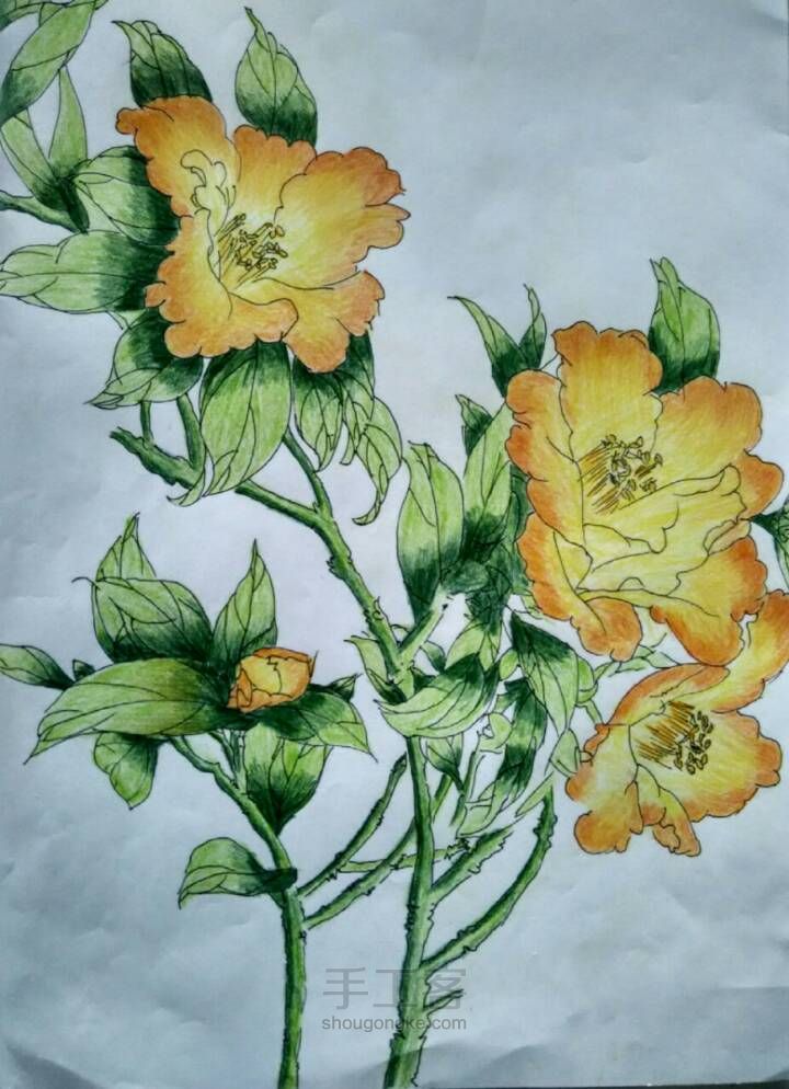 美丽的花儿——彩铅画 第8步