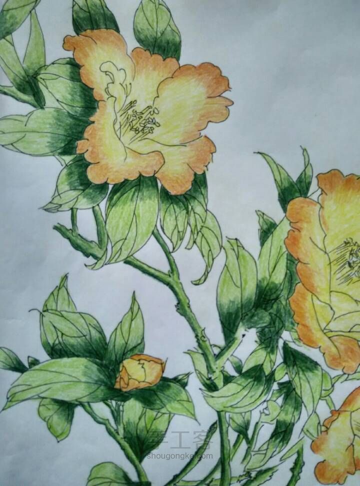 美丽的花儿——彩铅画 第7步
