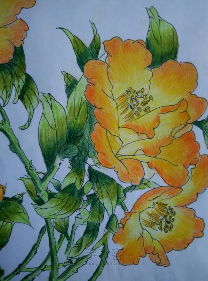 美丽的花儿——彩铅画 第15步