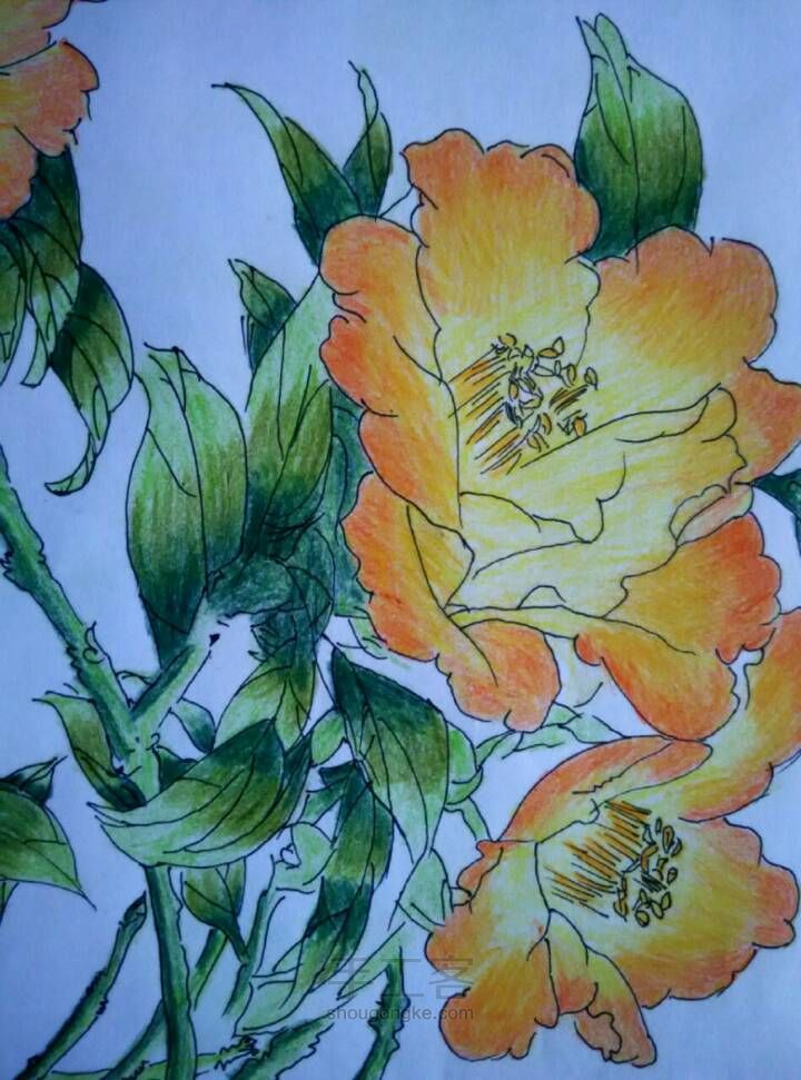 美丽的花儿——彩铅画 第12步