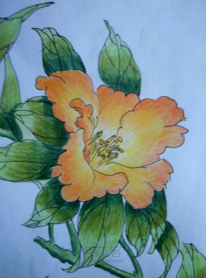 美丽的花儿——彩铅画 第16步