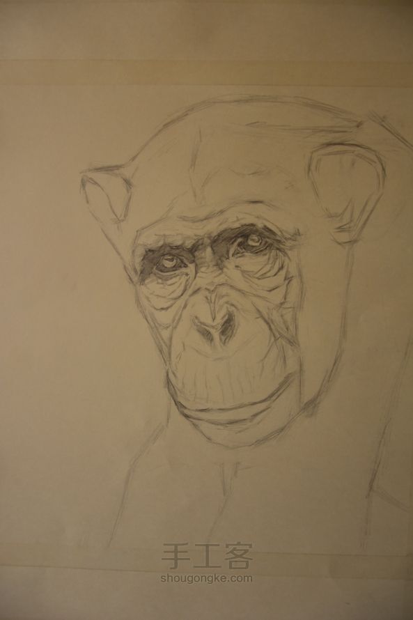 细腻钢笔画—大猩猩 第1步