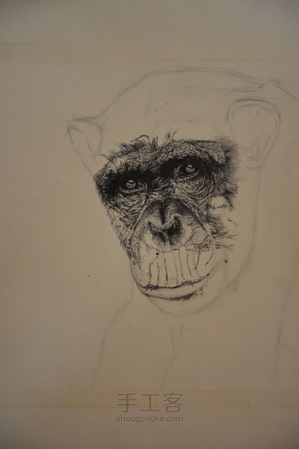 细腻钢笔画—大猩猩 第3步
