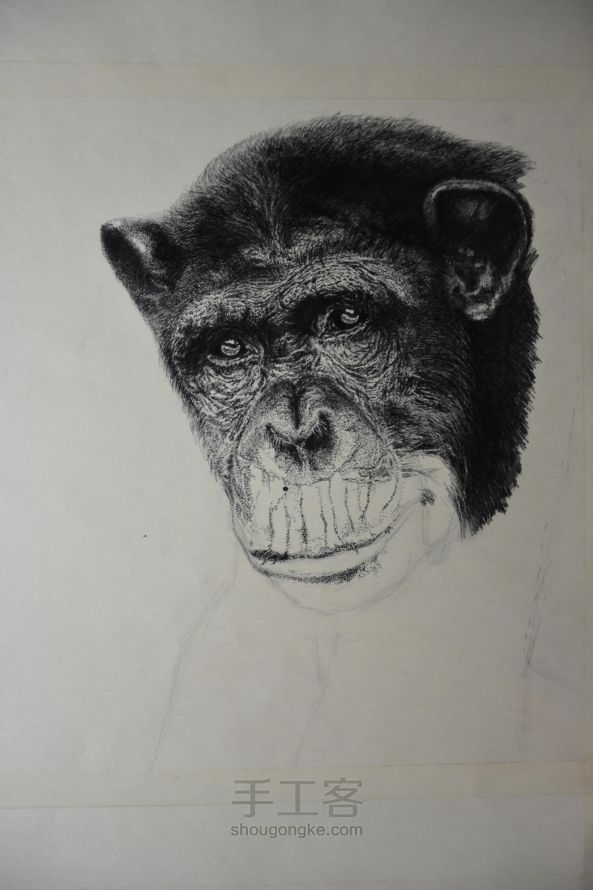 细腻钢笔画—大猩猩 第8步