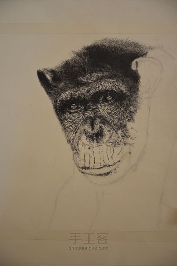 细腻钢笔画—大猩猩 第6步