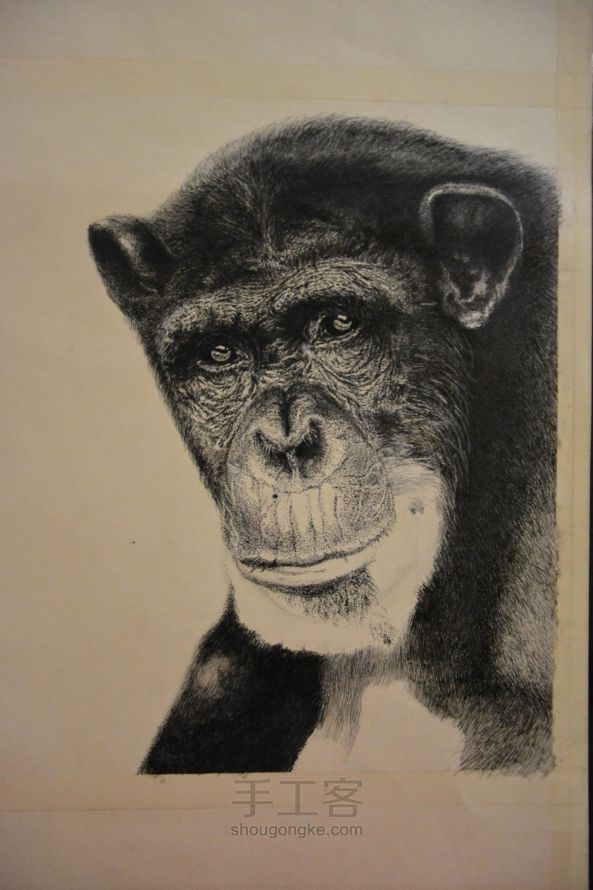 细腻钢笔画—大猩猩 第9步
