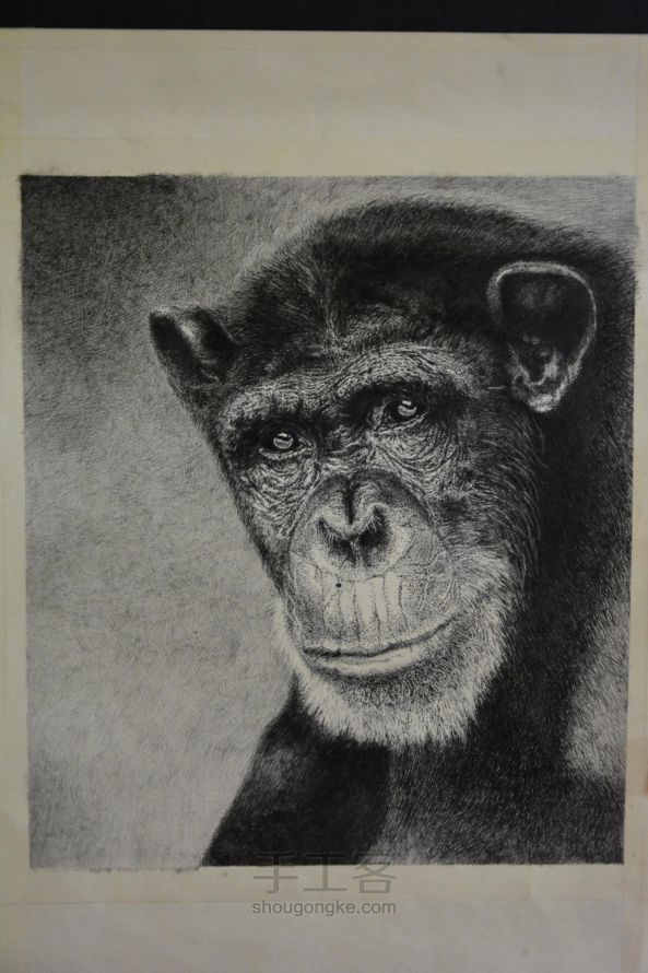 细腻钢笔画—大猩猩 第12步
