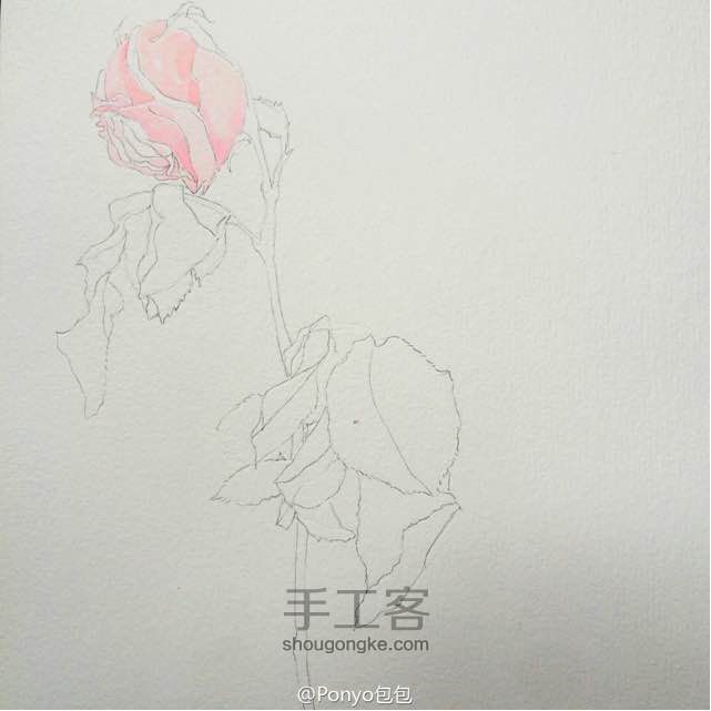 水彩手绘—玫瑰🌹 第2步