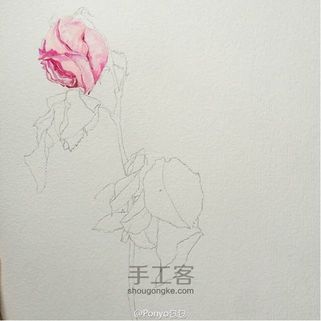 水彩手绘—玫瑰🌹 第3步