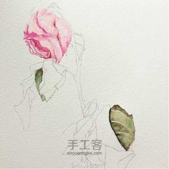 水彩手绘—玫瑰🌹 第4步
