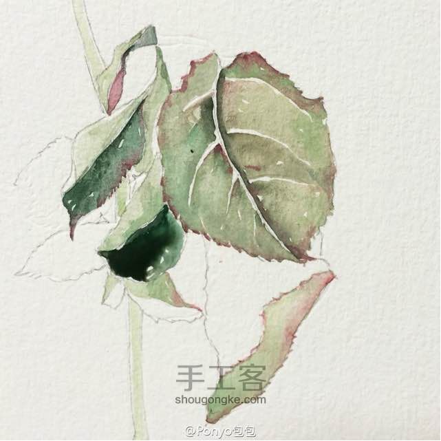水彩手绘—玫瑰🌹 第6步