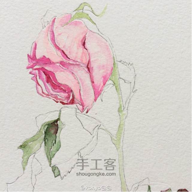 水彩手绘—玫瑰🌹 第7步