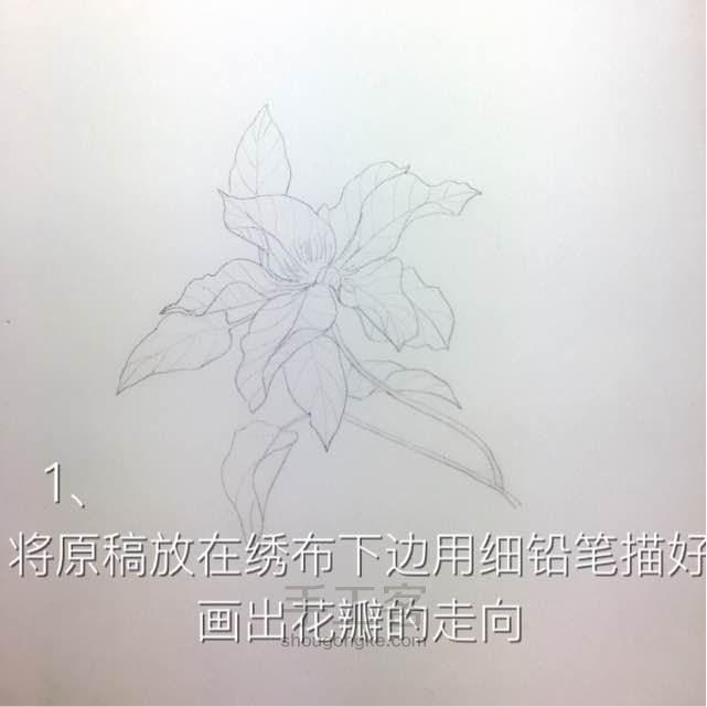 盛开的铁线莲 第1步