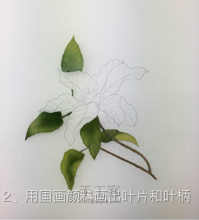 盛开的铁线莲 第2步