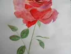 水彩玫瑰花，配色很累，画了很久，送给手工客的每一位小伙伴，希望你们新的一年开开心心。