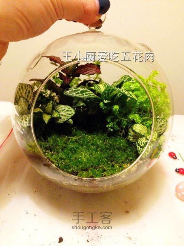 苔藓瓶微景观—龙猫森林 第5步