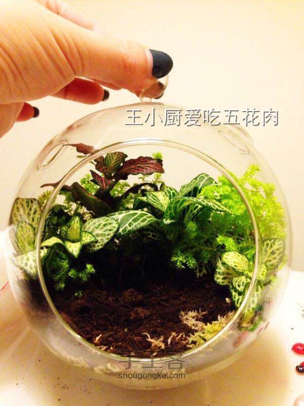 苔藓瓶微景观—龙猫森林 第4步