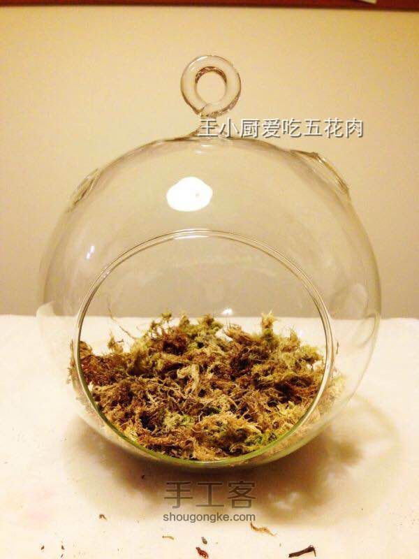 苔藓瓶微景观—龙猫森林 第2步