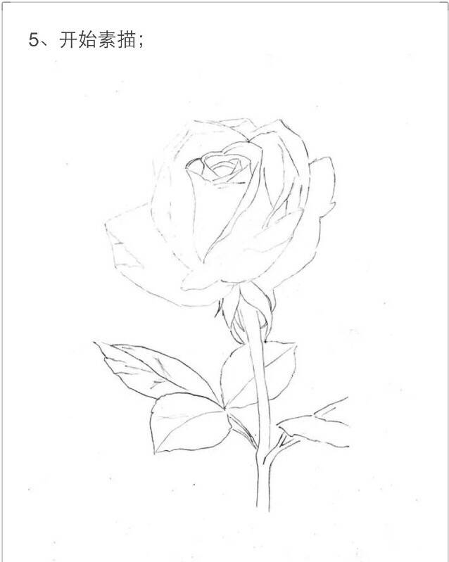 【情人节最美礼物，学画一朵彩铅玫瑰吧！】 第4步