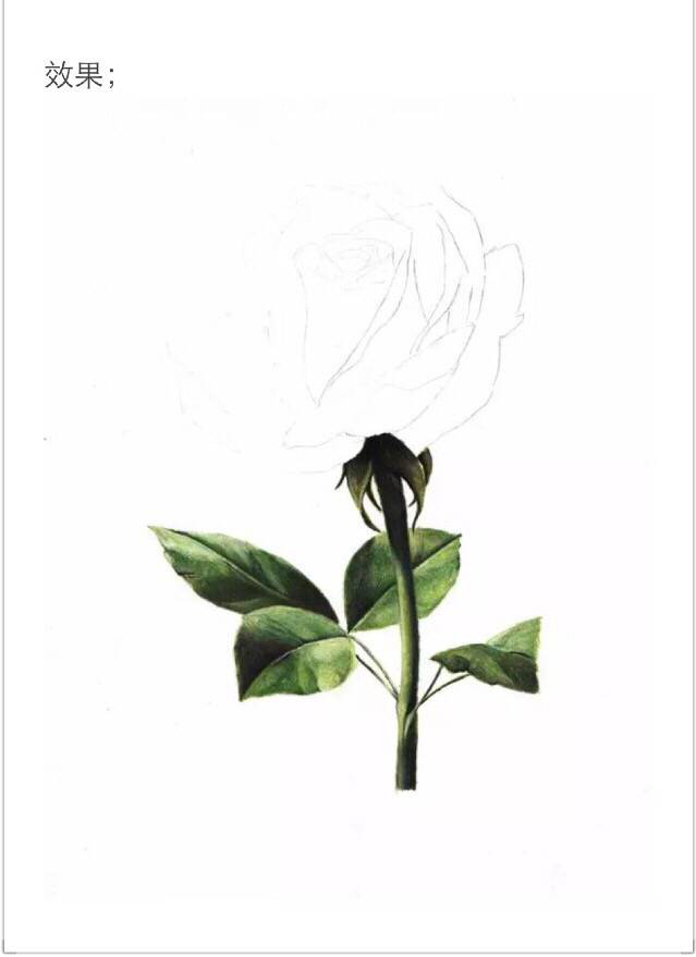 【情人节最美礼物，学画一朵彩铅玫瑰吧！】 第11步