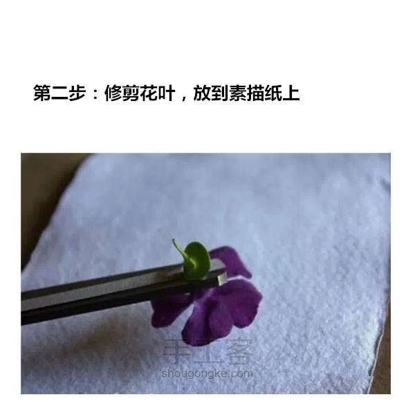 植物拓印手工制作方法 第3步