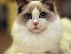 画一只可爱的猫🐱