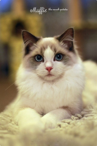 猫咪 第4步