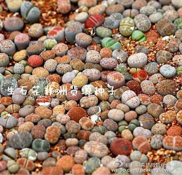 多肉播种季节之生石花的播种养护大全
 第2步