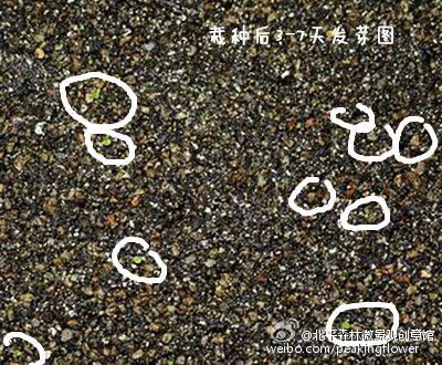 多肉播种季节之生石花的播种养护大全
 第7步