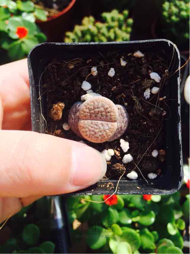 多肉播种季节之生石花的播种养护大全
 第3步